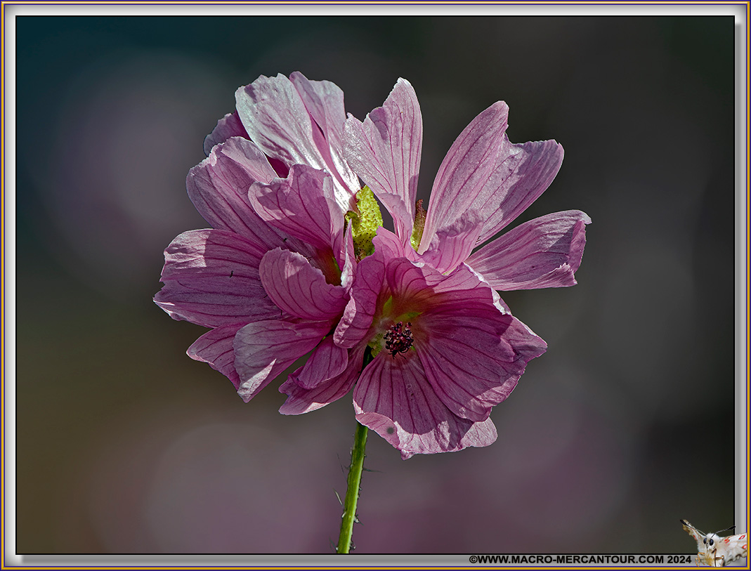 Mauve alcée